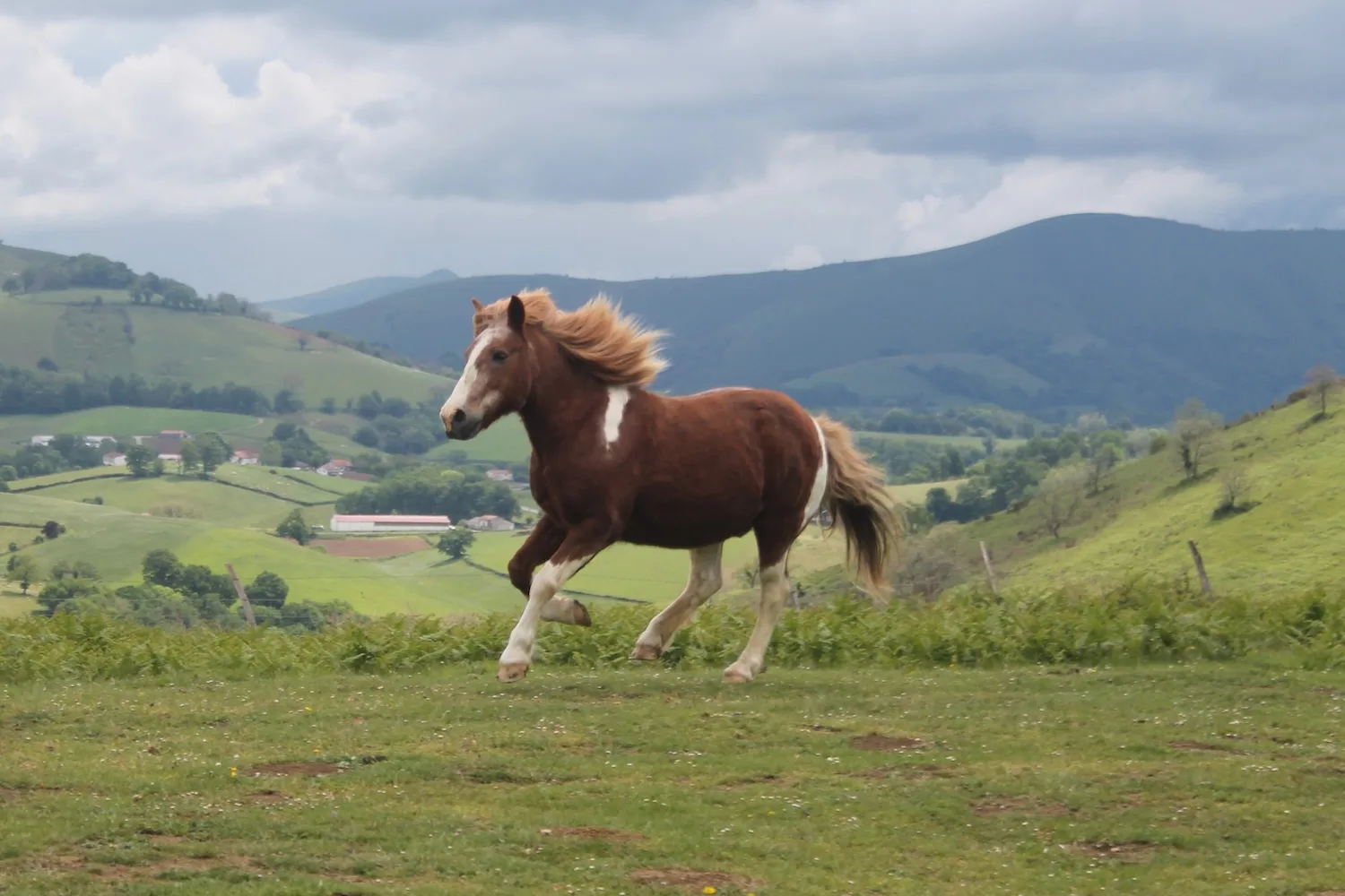 Un cheval dans un parc arboré de la Ferme Urtegi