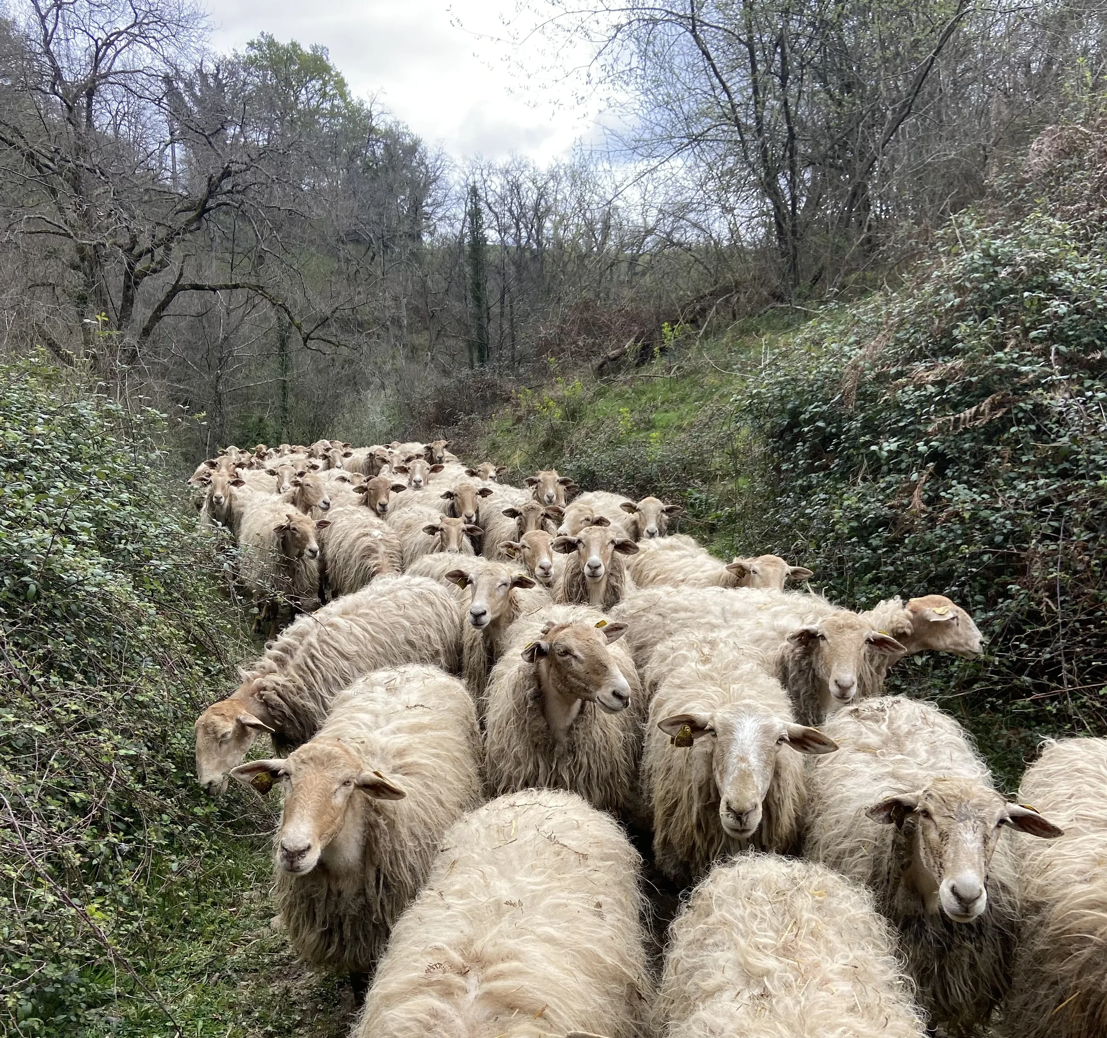 Un troupeau de brebis de la Ferme Urtegi sur un chemin boisé